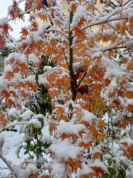  - Grădina 2024 continuare 5