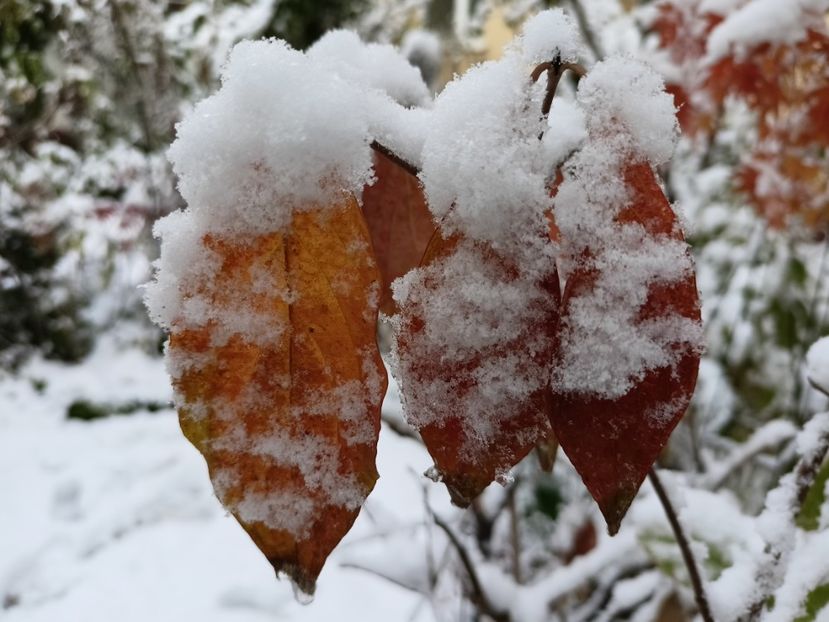  - Grădina 2024 continuare 5