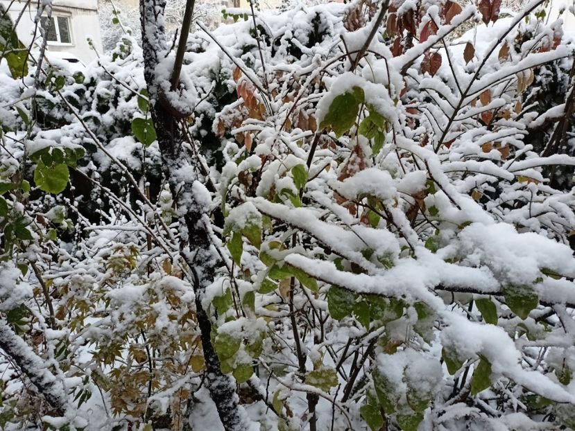  - Grădina 2024 continuare 5