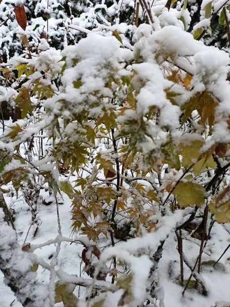  - Grădina 2024 continuare 5