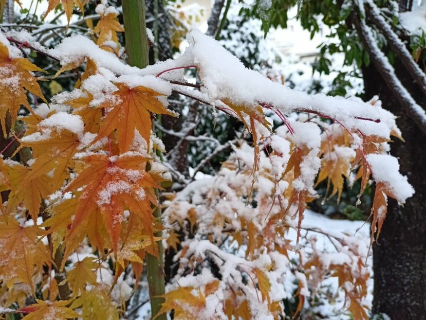 Taiyo-Nishiki - Grădina 2024 continuare 5