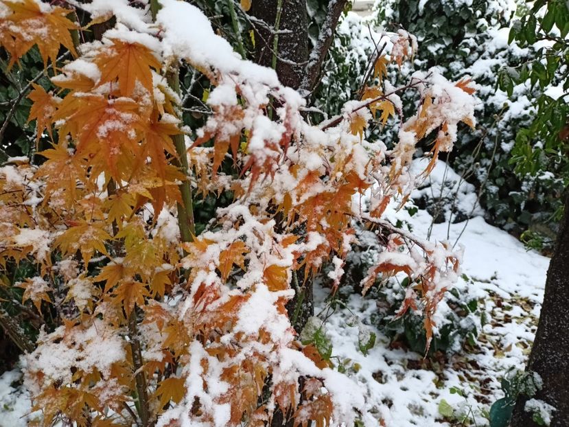  - Grădina 2024 continuare 5