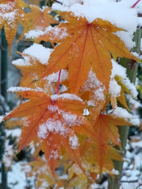 Taiyo-Nishiki - Grădina 2024 continuare 5