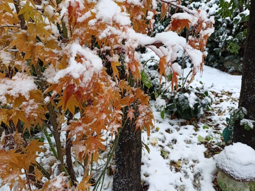  - Grădina 2024 continuare 5