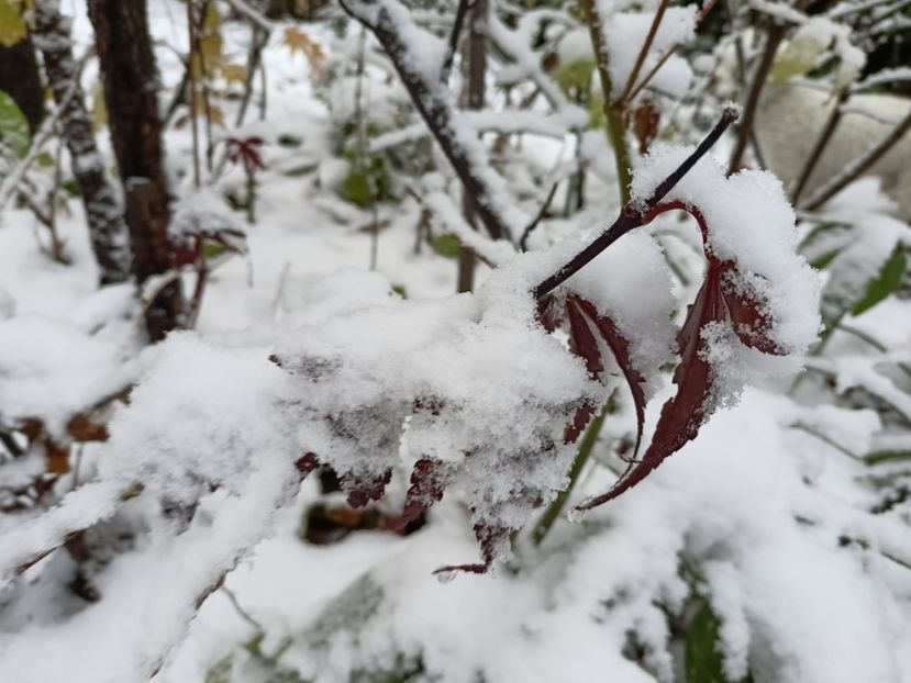 Skeeters Broom - Grădina 2024 continuare 5