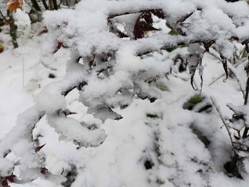 Skeeters Broom - Grădina 2024 continuare 5