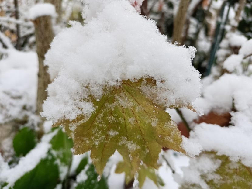 Moonrise - Grădina 2024 continuare 5