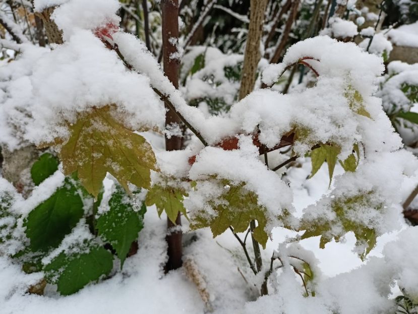 Moonrise - Grădina 2024 continuare 5