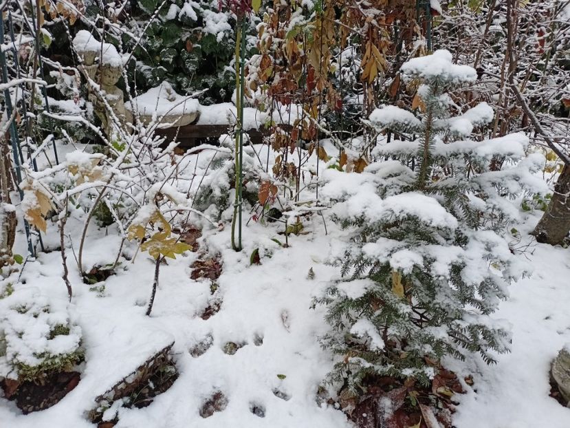  - Grădina 2024 continuare 5