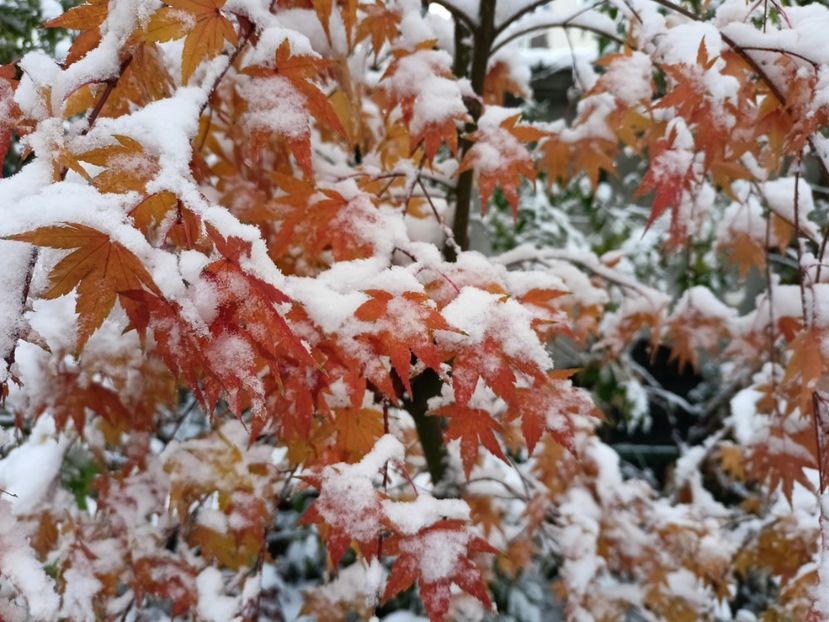  - Grădina 2024 continuare 5