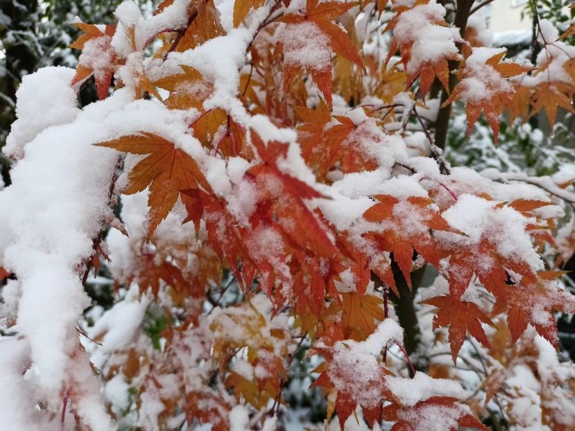  - Grădina 2024 continuare 5