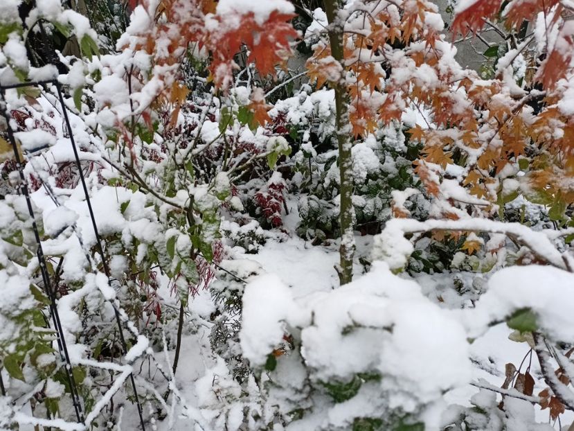  - Grădina 2024 continuare 5