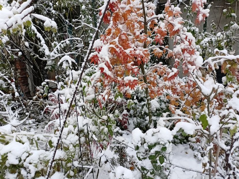  - Grădina 2024 continuare 5