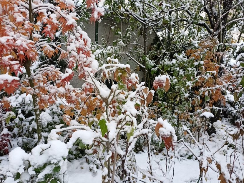  - Grădina 2024 continuare 5