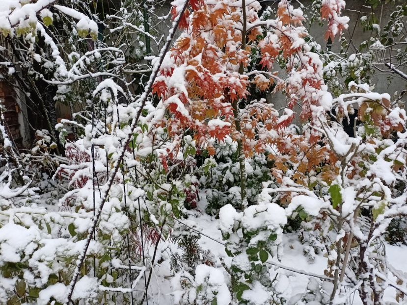  - Grădina 2024 continuare 5