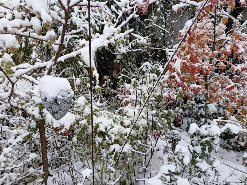  - Grădina 2024 continuare 5