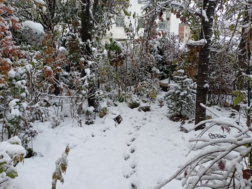  - Grădina 2024 continuare 5