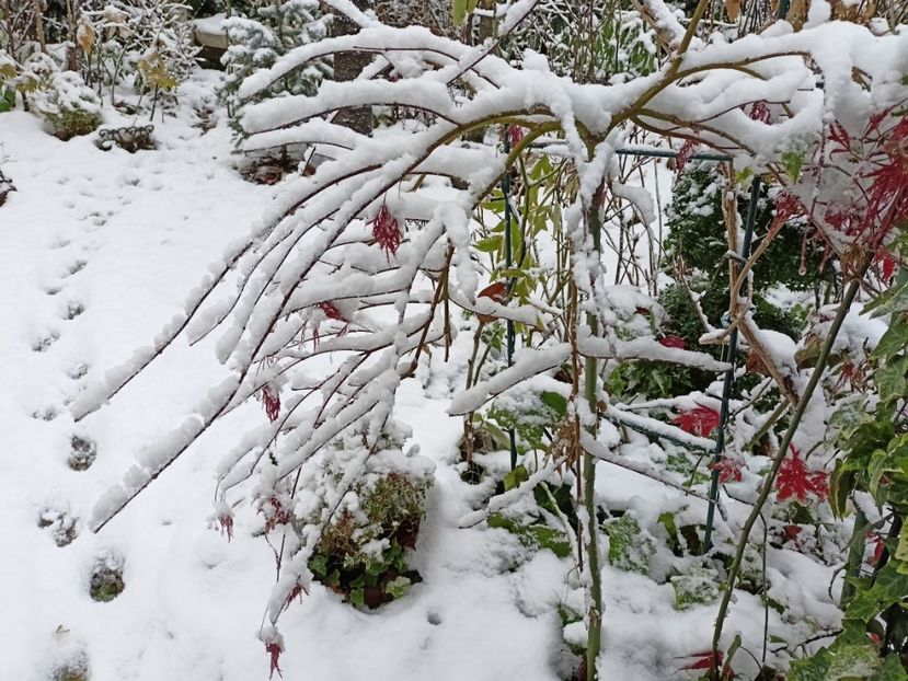  - Grădina 2024 continuare 5