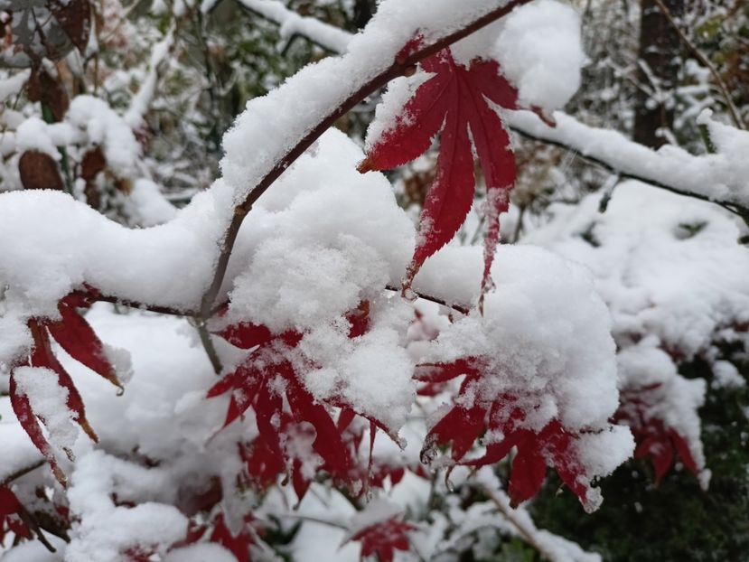 Osakazuki - Grădina 2024 continuare 5