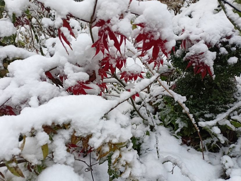  - Grădina 2024 continuare 5