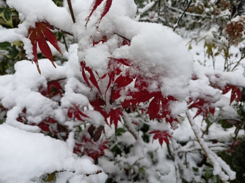  - Grădina 2024 continuare 5