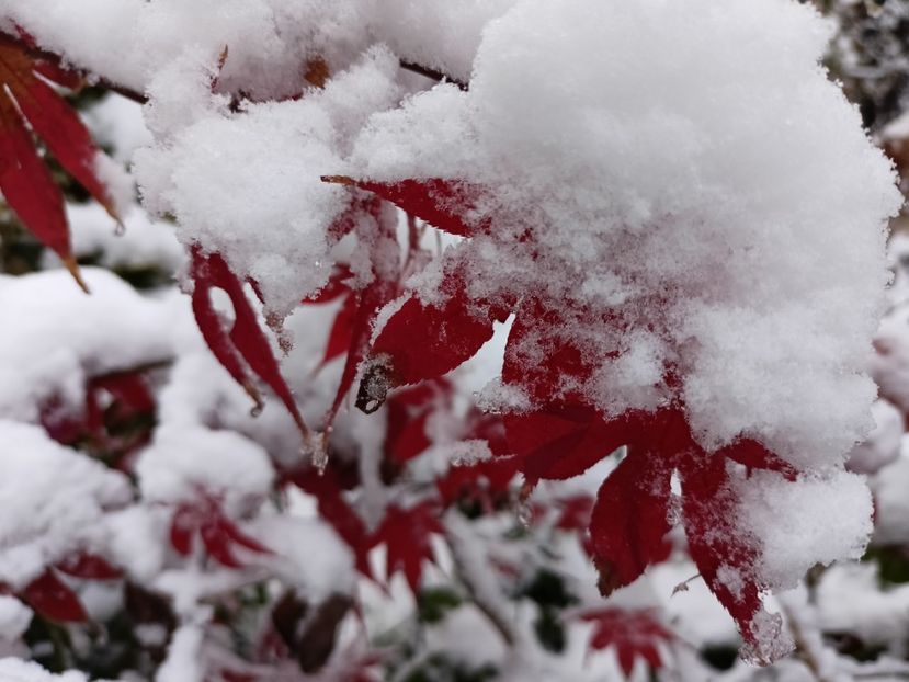  - Grădina 2024 continuare 5