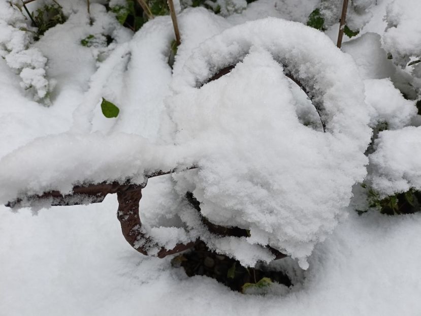  - Grădina 2024 continuare 5