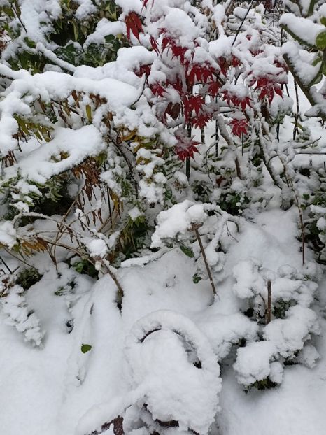 Osakazuki - Grădina 2024 continuare 5