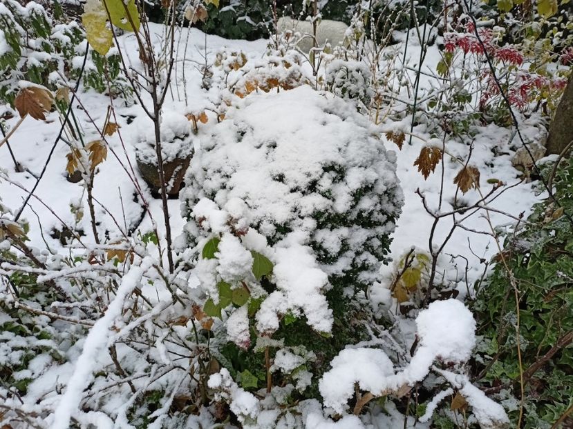  - Grădina 2024 continuare 5