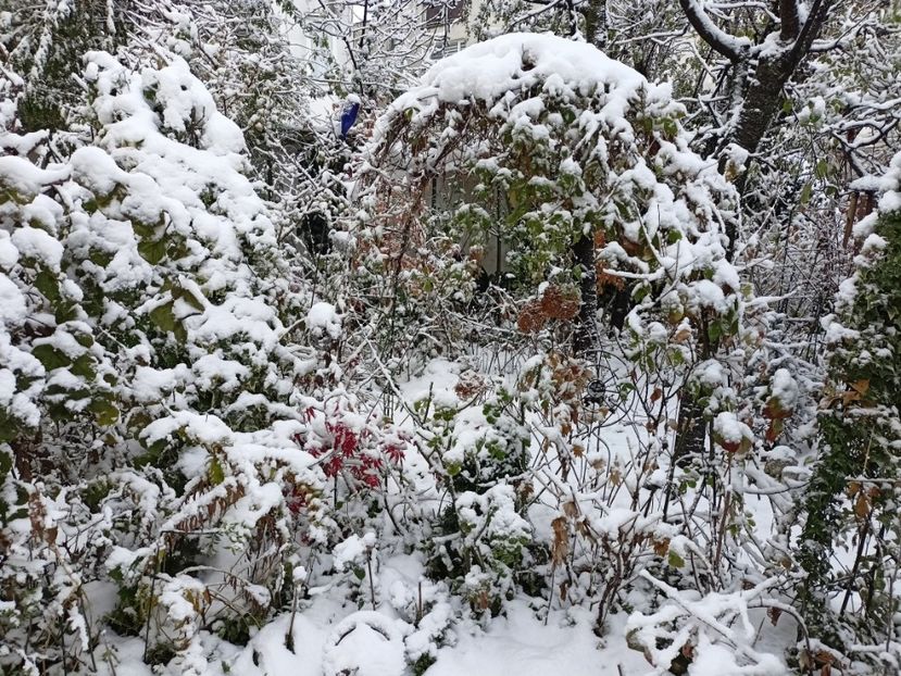  - Grădina 2024 continuare 5