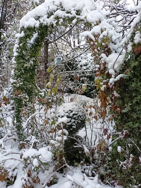  - Grădina 2024 continuare 5