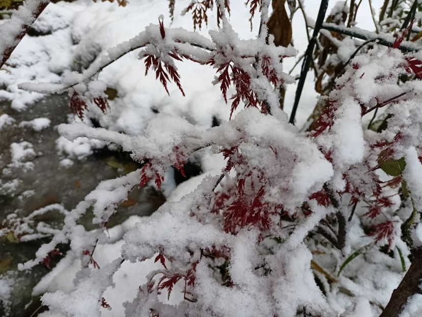 Orangeola - Grădina 2024 continuare 5