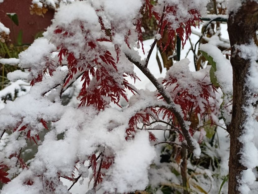  - Grădina 2024 continuare 5