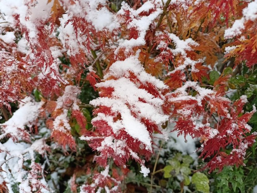 Seiryu - Grădina 2024 continuare 5