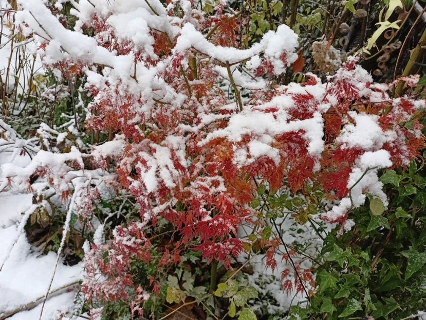  - Grădina 2024 continuare 5