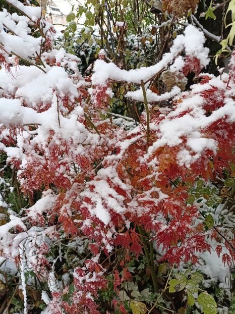  - Grădina 2024 continuare 5