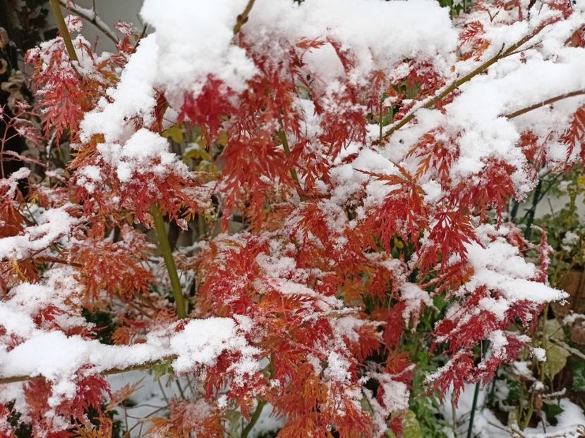  - Grădina 2024 continuare 5