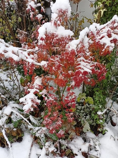  - Grădina 2024 continuare 5