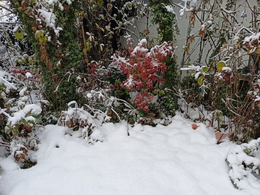  - Grădina 2024 continuare 5