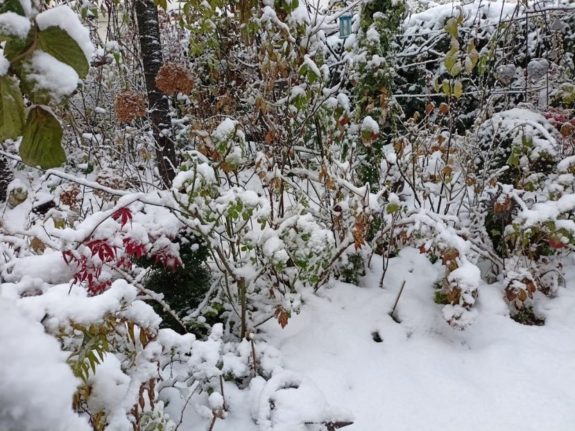  - Grădina 2024 continuare 5