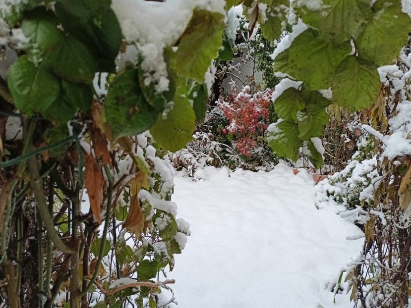  - Grădina 2024 continuare 5