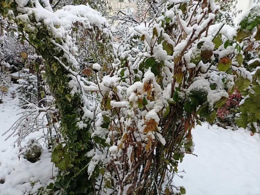  - Grădina 2024 continuare 5