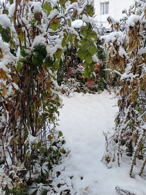  - Grădina 2024 continuare 5