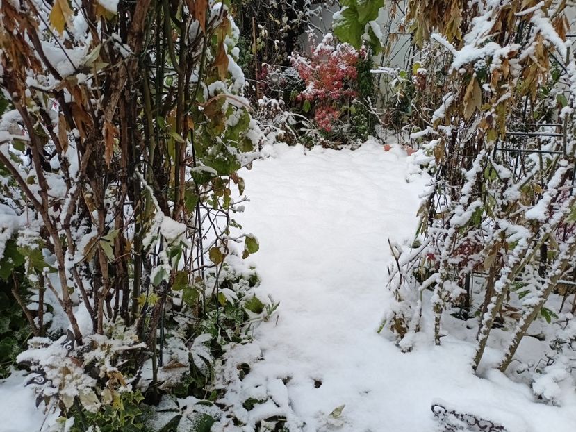  - Grădina 2024 continuare 5