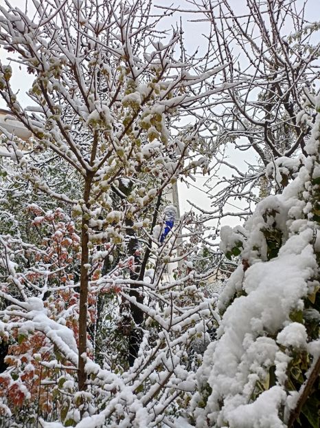  - Grădina 2024 continuare 5