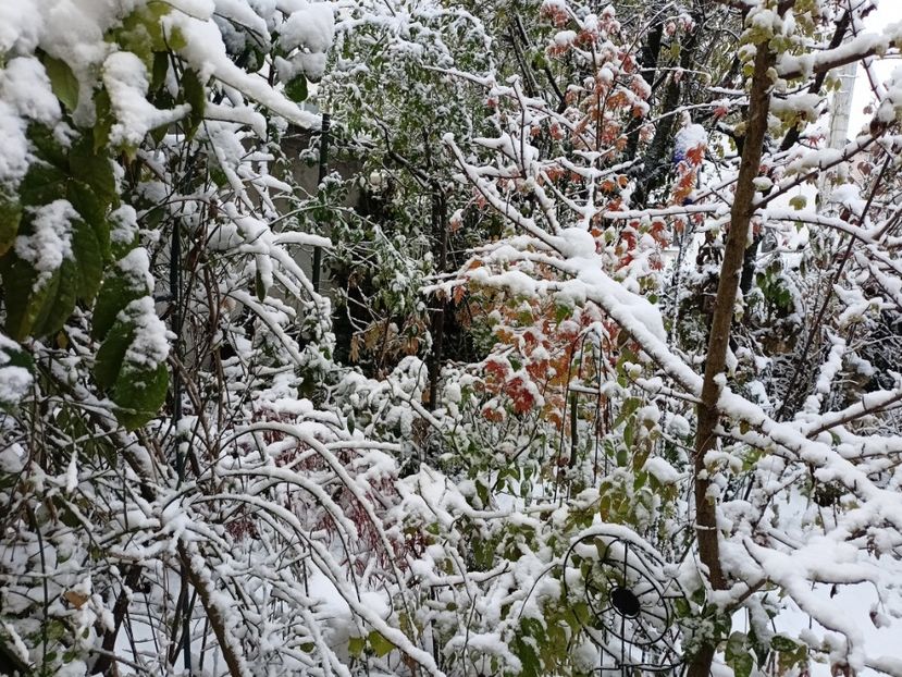  - Grădina 2024 continuare 5