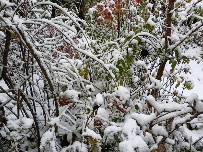  - Grădina 2024 continuare 5