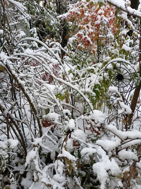  - Grădina 2024 continuare 5