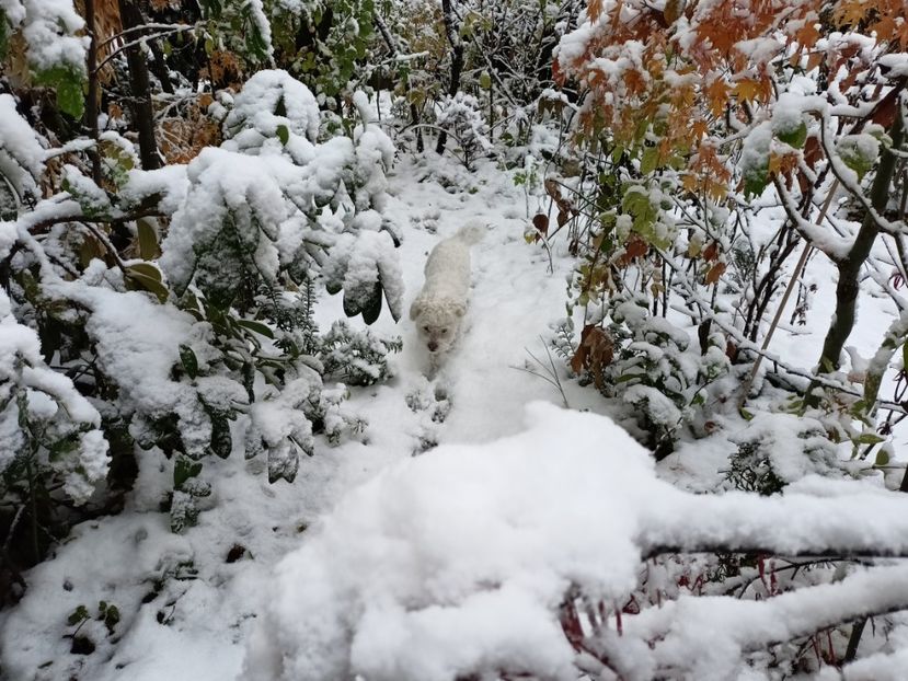  - Grădina 2024 continuare 5