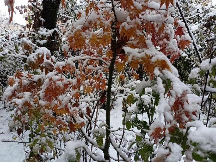 Asahi-Zuru - Grădina 2024 continuare 5